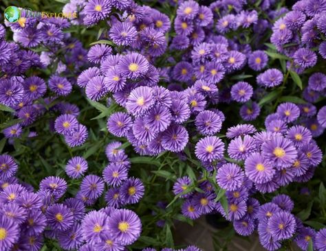 Heath Aster Flowers Aster Flower, Herbaceous Perennials, Attract Butterflies, White Clouds, Perennial Plants, Types Of Flowers, Planting Seeds, Flower Seeds, Mulch