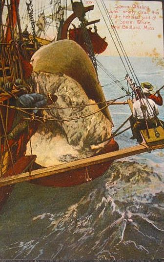 sperm whale flensing, bringing the case aboard Whale Hunting, Whale Blanket, Whaling Ship, Maritime Art, Beach Read, Sperm Whale, New Bedford, Rise Against, Legal System