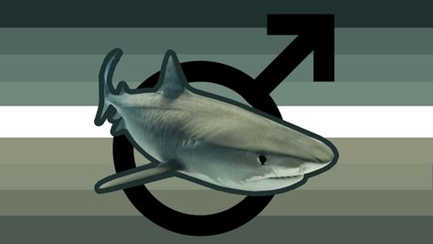 Shark Xenogender, Shark Gender, Xeno Hoard, Gender Pronouns, Gender Flags, Catty Noir, Gotta Catch Them All, Lgbtq Flags, Trans Rights