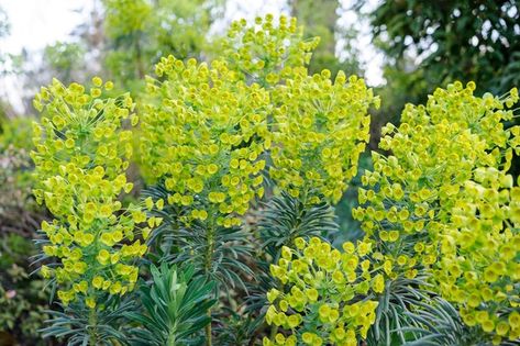 Euphorbia Flower, Euphorbia Characias, Euphorbia Plant, Colourful Garden, South Facing Garden, Garden Images, Evergreen Plants, Plant Combinations, Garden Borders