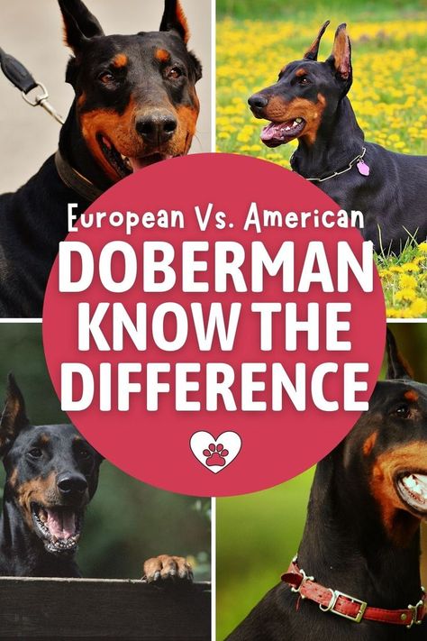 American Doberman Vs European, Doberman Pincher Puppies, European Doberman Puppy, European Doberman Pinscher, Doberman Breeders, American Doberman, Brown Doberman, Doberman Pinscher Funny, Dog Grooming Ideas