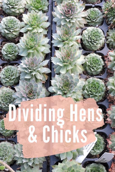 Chicken And Hens Succulents, Chicken And Hens Plants Ideas, Hens And Chicks Planting Ideas Yards, Hens And Chickens Plants Ideas Gardens, Chicks And Hens Succulents Planters, Hen And Chicks Planting Ideas, Hens And Chicks Planting Ideas, Sempervivum Garden, Hen And Chicks Succulent