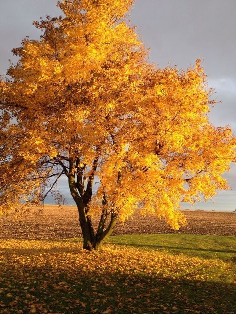 Fall Tree Pictures Autumn Leaves, Tree Photo Reference, Autumn Reference Photo, Autumn Trees Aesthetic, Autumn Trees Photography, Scenery Reference Photos, Chinese Pistache Tree, Trees Reference, Autumn Landscape Photography