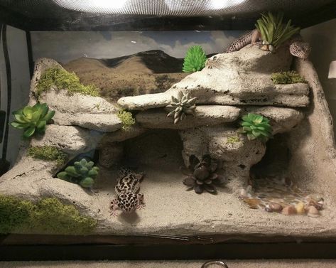 Gecko Vivarium Ideas, Lepord Gecko Enclosure, Snake Room, Leopard Gecko Setup, Leopard Gecko Diy, Gecko Cage, Pet Gecko, Gecko Vivarium, Leopard Gecko Habitat