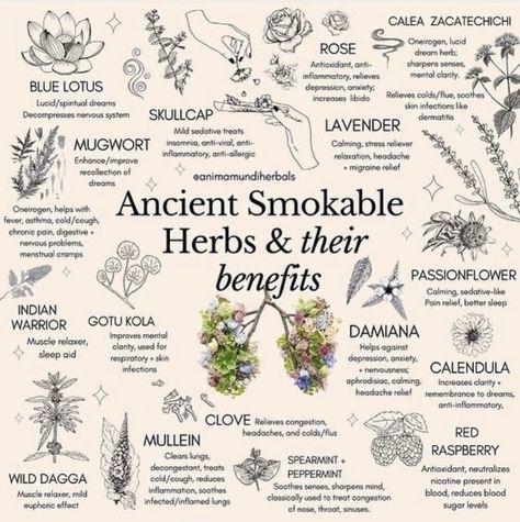 rainbow bandit on Twitter: "I ordered a few . I’ll report back.… " Smokeable Herbs, Smokable Herbs, Herbs And Their Benefits, Dream Herbs, Medical Herbs, Magia Das Ervas, Magic Herbs, Magical Herbs, Herbal Healing