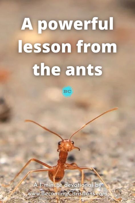 A powerful lesson from the ants Ant Lesson, Childrens Sermons, Hidden Truth, Bible Study Help, Daily Bible Reading, Bible Study Lessons, Study Help, Object Lessons, Bible Devotions