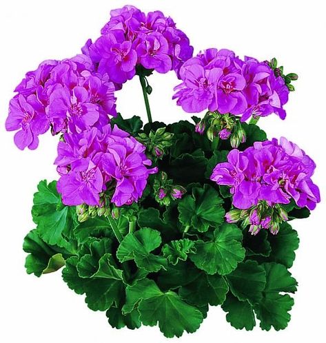 Geraniums Garden, Geranium Plant, Waterfall Photography, Garden And Yard, Geraniums, Container Gardening, Garden Design, Floral Wreath, Google Search