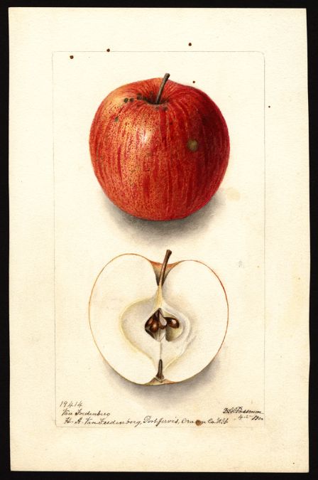 Artist: Passmore, Deborah Griscom, 1840-1911  Scientific name: Malus domestica  Common name: apples  Variety: Van Foedenberg   "U.S. Department of Agriculture Pomological Watercolor Collection. Rare and Special Collections, National Agricultural Library, Beltsville, MD 20705" Vintage Vegetables, Apple Illustration, Old Books Pages, Apple Varieties, Free Illustration Images, Books Pages, Vintage Apple, Edwardian Art, Fruit Illustration