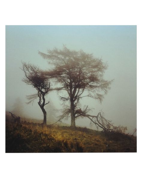 b r o k e n t r e e I’ve had a lot of fun shooting medium format again, you just can’t beat it 🙂 #mamiya #c330 #kodak #portra400 #mediumformat #film #photography #nature #fog #atmospheric #landscapephotography #cinematographer #dop #northumberland Inanimate Nature Photography, Film Landscape Photography, Medium Format Film Photography, Moody Landscape Photography, Rural Landscape Photography, Abstract Nature Photography, Nature Film Photography, Dark Nature Photography, Nature On Film