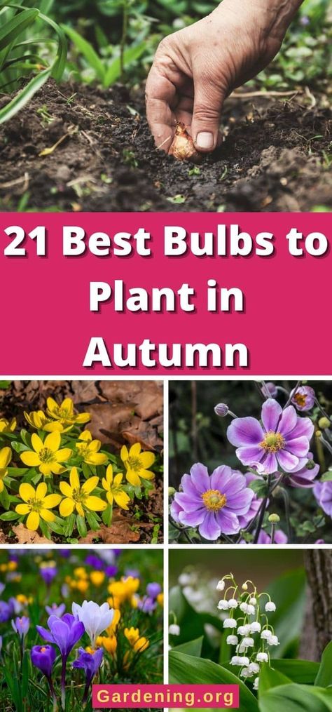 Fall is a GREAT time to plant a spring and summer flower garden. Here are the autumn bulbs you should plant in the fall. Fall Bulbs For Spring, Bulbs To Plant In Fall Zone 5, Bulbs To Plant In Fall Zone 6, Bulbs To Plant In Fall Zone 4, Fall Planting Flowers Zone 7, Fall Planted Bulbs, Herbs To Plant In The Fall, Fall Bulbs To Plant, Flowers To Plant In October