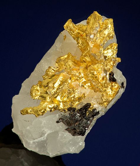 Native Gold with Sphalerite on Quartz / Mineral Friends <3 Gold Crystals, Geology Rocks, Pretty Rocks, Gold Nugget, Beautiful Rocks, Mineral Stone, Minerals And Gemstones, Rocks And Gems, Precious Gems