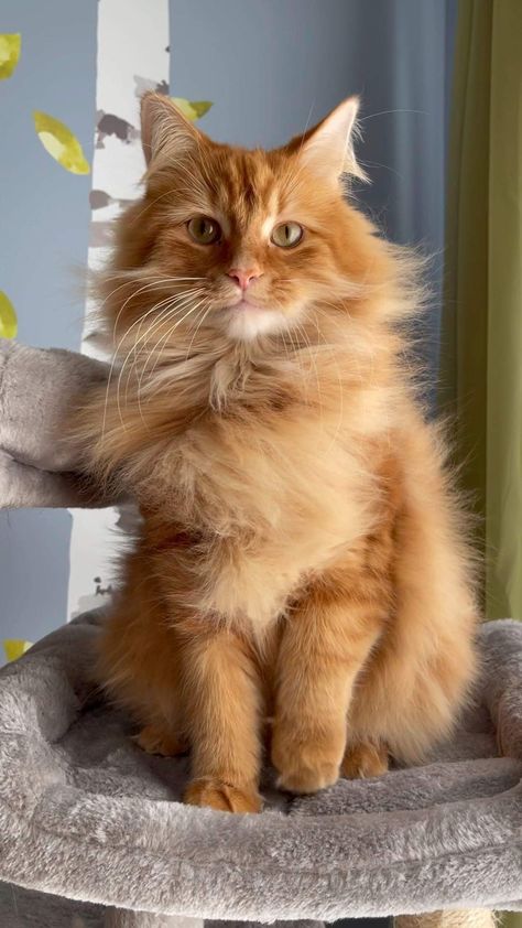 Orange Cat With Brown Eyes, Long Hair Orange Tabby Cat, Ginger Siberian Cat, Orange Longhair Cat, Orange Maincoon Cat, Ginger Ragdoll Cat, Cute Orange Tabby Cats, Siberian Cat Orange, Big Orange Cat