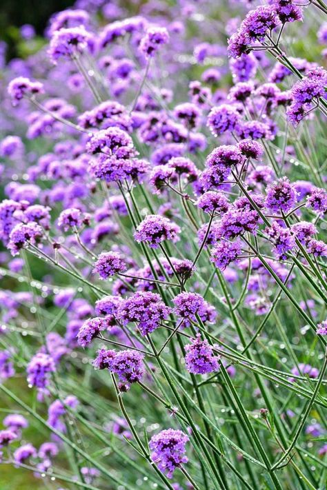 Long-lasting color is always special. Verbena performs all season long, and besides a few necessities it only needs a watchful eye. Our experts shed light on the mysteries of verbena. Learn about what to watch for and how to grow this lovely and colorful annual. #gardenerspath #verbena #annuals #butterflygarden Unique Bird Baths, Verbena Plant, Garden 101, Verbena Bonariensis, Easy Perennials, Pretty Flowers Pictures, Flowers In Pots, Parliament House, Cinder Blocks