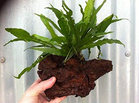 Java Fern Growing on Bogwood Sm / Med / Lrg Live Plants Java Fern, Glass Fish Tanks, Goldfish Tank, Live Aquarium Plants, Pond Plants, Aquarium Design, Glass Fish, Beautiful Fish, Aquarium Fish Tank