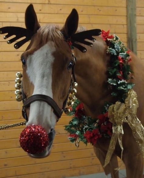 Top 10 Pictures of Christmas Horses Horse Halloween Ideas, Pictures Of Christmas, Christmas Photoshoot Ideas, Horse Halloween Costumes, Pictures With Horses, Cute Horse Pictures, Horse Costumes, Christmas Horses, Christmas Parade