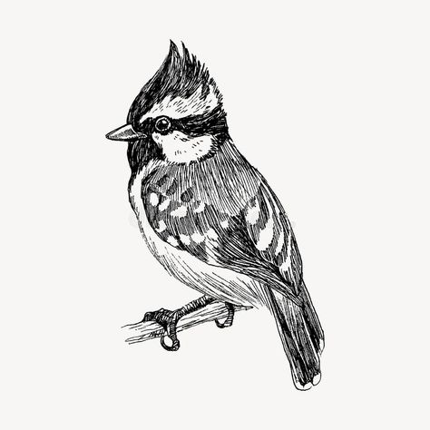 Cute Bird Drawing, Bird Vector, Vintage Bird Illustration, Drawing Vintage, Bird Drawing, Pen Art Drawings, Tinta China, Cute Bird, Bird Artwork