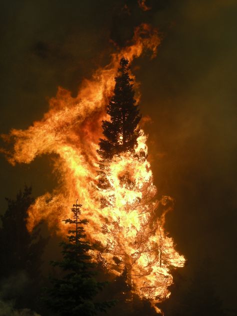 Forest Fire Photography, Burning Tree Aesthetic, Tree Burning, Tree On Fire, Fire Tree, Burning Tree, Wildland Fire, Crystal City, Fire Image