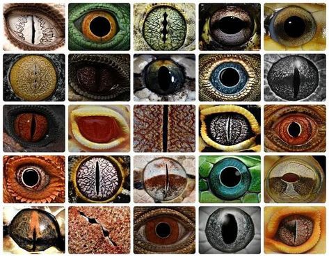 Reptile Eyes, Photo Compilation, Reptile Eye, Lizard Eye, Eyes Photo, Photos Of Eyes, Eye Art, Photo Reference, Art Tips