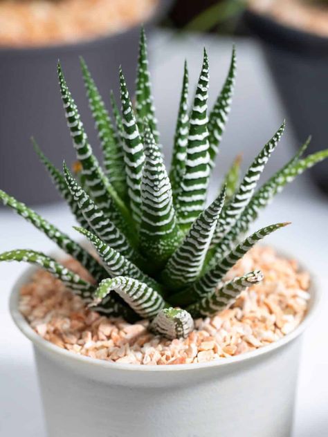 21 Small Succulents That Never Outgrow Their Cute Size Zebra Cactus, Zebra Plant, Small Cactus, White Pot, Crassula Ovata, Easy Care Plants, Small Succulents, Hens And Chicks, Low Maintenance Plants