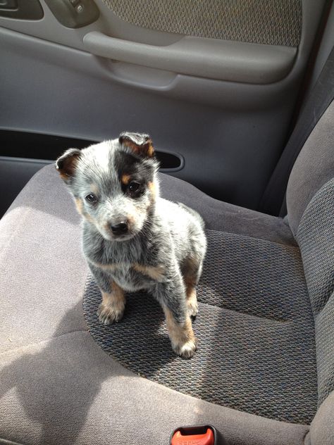 Blue heeler puppy Australian Cattle Dogs, Cattle Dogs, Cattle Dog, Animal Love, Cuteness Overload, Adorable Animals, Too Cute, Puppy Love, Cute Puppies