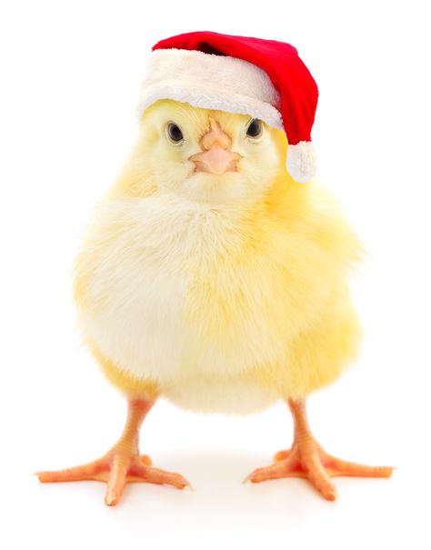 Whew! CDC Says You Can Dress Up Your Chicken For Halloween After All | HuffPost Christmas Farm Animals, Chicken Halloween, Country Christmas Decor, Country Pink, Chicken Costumes, Pet Chicken, Christmas Chicken, Christmas Farm, Pet Halloween Costumes