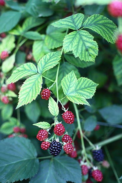 Blackberry Vine, Berries Photography, Blackberry Plants, Growing Fruit Trees, Berry Plants, Growing Fruit, Ceramics Pottery Art, Fruit And Veg, Edible Garden