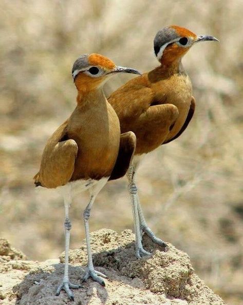 Brown Birds, Amazing Birds, Most Beautiful Birds, Kinds Of Birds, Bird Watcher, All Birds, Bird Pictures, Exotic Birds, Pretty Birds