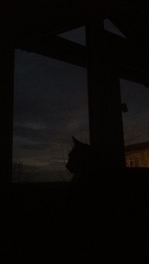 A Cat, In The Dark