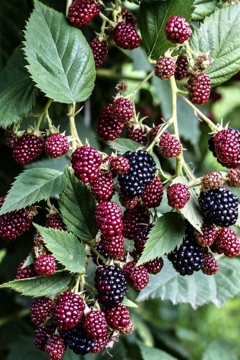 Blackberry Tree, Thornless Blackberries, Strawberry Bush, Blackberry Plants, Blackberry Bush, Mulberry Fruit, Mulberry Bush, Fruit Bushes, Berry Bushes