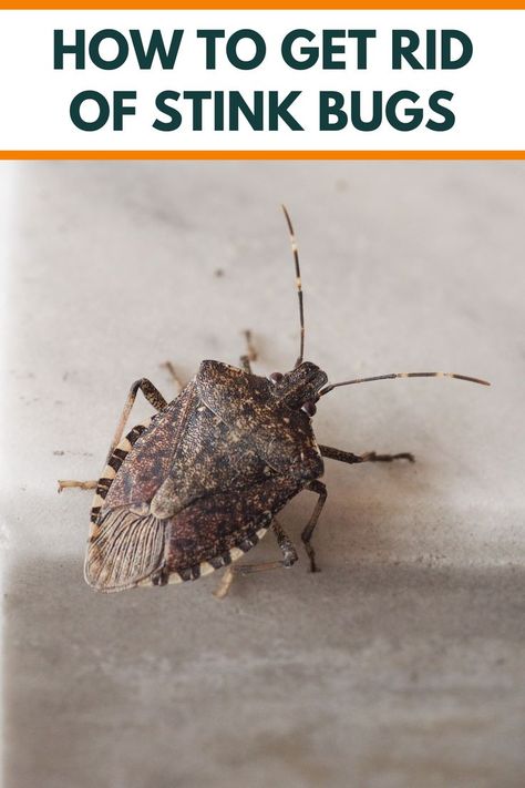 Identify stink bug infestations early and control them effectively with our comprehensive guide. Tips on detection, prevention, and management to keep your home and garden pest-free. #PestControlGuide #StinkBugInfestation #GardenCare Stink Bug Repellent Essential Oils, Get Rid Of Stink Bugs In The House, Stink Bugs How To Get Rid Of In Home, How To Get Rid Of Stink Bugs In House, Stink Bugs How To Get Rid Of, Stink Bugs In House, Stink Bug Repellent, Stink Bug, Bug Trap