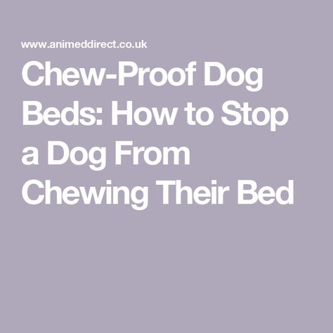 Chew-Proof Dog Beds: How to Stop a Dog From Chewing Their Bed Chew Proof Dog Bed, Dental Problems, New Dog, Older Dogs, Dog Beds, Positive Reinforcement, Baby Teeth, Dog Chews, Dog Show