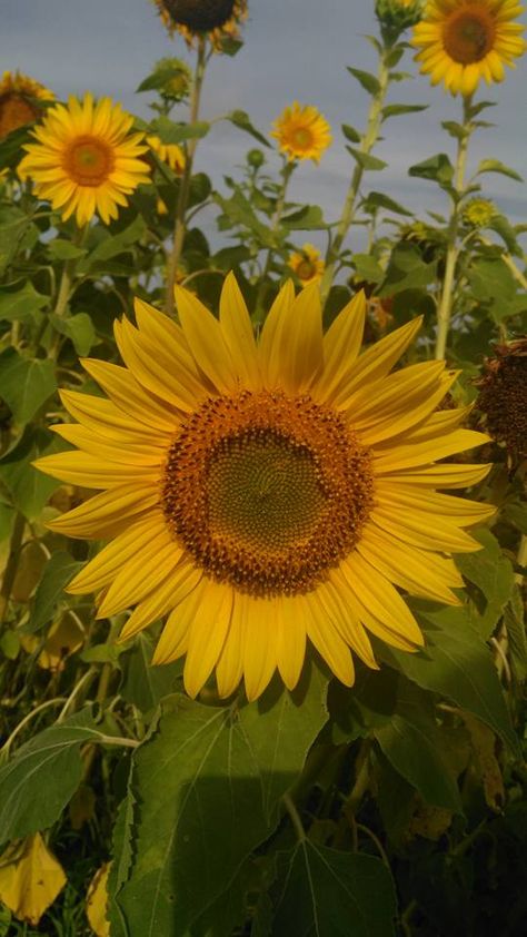 However, as of the past few years, the big draw for many visitors is the vast fields of sunflowers that collectively become a sight to see when each flower reaches its towering potential. Aesthetic Paper, Vincent Willem Van Gogh, Growing Sunflowers, Sunflowers And Daisies, Family Flowers, Sunflower Pictures, Sunflower Garden, Sun Flowers, Sunflower Wallpaper