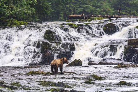 Alaska Road Trip, Tongass National Forest, Forest Camp, Best Campgrounds, Temperate Rainforest, Forest Road, Road Construction, Mountain River, Theodore Roosevelt