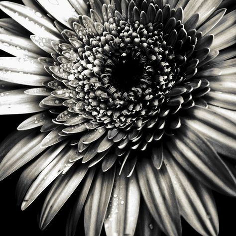 Value: This picture is value because the blacks and whites give it more dimensions. The darkness in the center gives the image more of an effect to look at the brighter petals. By using value in this image you can tell that the petals are a lighter shade than the center. Visual Elements Of Art, Elements Of Art Line, Photography Elements, Element Of Design, Contrast Photography, Art Elements, Space Photography, Elements And Principles, Value In Art