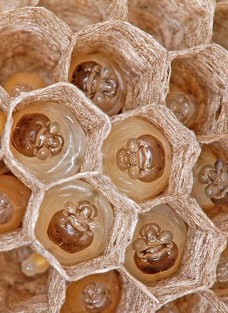 "Larvae of Paper Wasp.   Waiting for food in their cells."  By ivan.gavriluk, via Flickr. Paper Wasp, Animal Architecture, Wasp Nest, Bees And Wasps, A Bug's Life, Things Under A Microscope, Creepy Crawlies, Arthropods, Arachnids