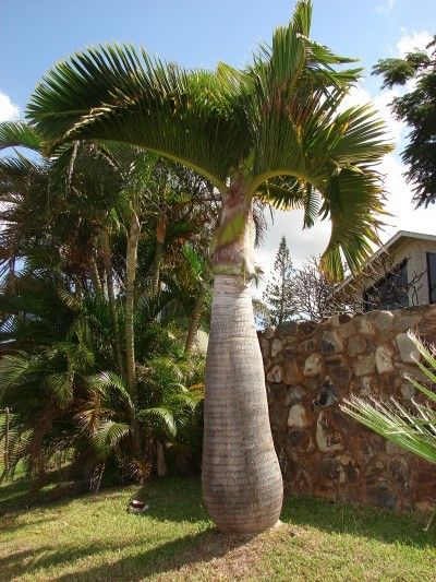 Palm Tree Care, Bottle Palm Tree, Bottle Palm, Tropical Patio, Palm Trees Landscaping, Florida Landscaping, Bush Plant, Backyard Pool Landscaping, Tree Care