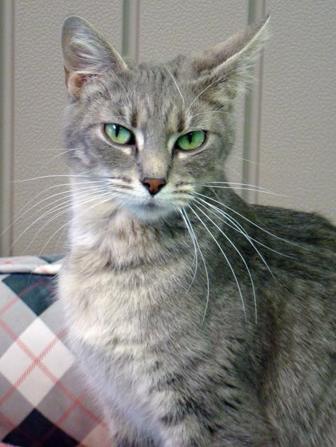 Light Gray Cat, Dsh Cat, Gray Tabby, Gray Cat Aesthetic, Gray Tabby Cat, Grey Tabby Cat, White Tabby Cat, Grey And White Cat, Cat Species