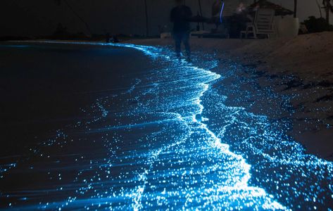 Cocoa Beach Bioluminescence - All You Need To Know (2023) - A Backpacker's World Florida At Night, Trip Vision Board, Indian River Lagoon, Beach Glow, Cocoa Beach Florida, Night Activities, Beach At Night, Merritt Island, Beach Events