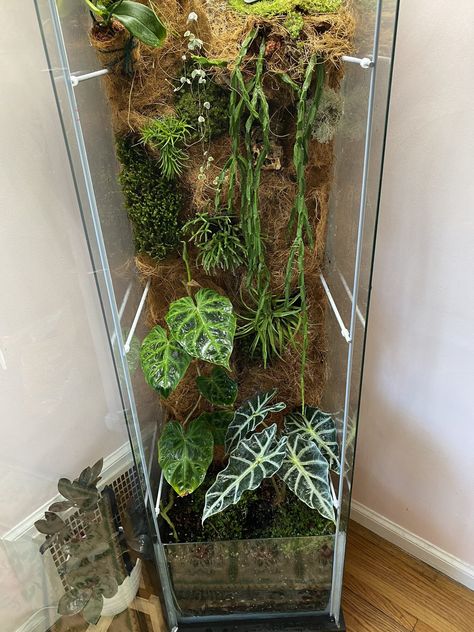 Gecko terrarium