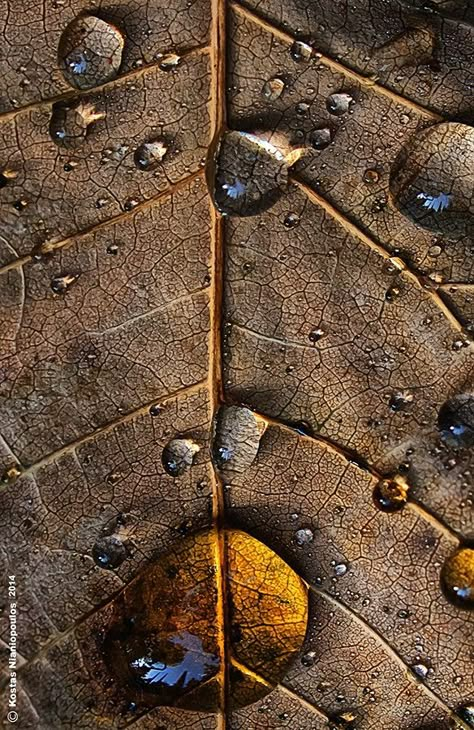 Foto Macro, Macro Photography Nature, Leaf Photography, Drops Of Water, Beautiful Bugs, Close Up Photography, Water Photography, Macro Photos, Dew Drops