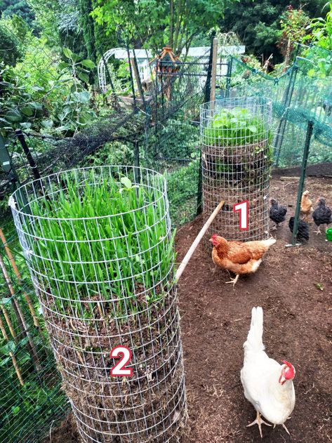 Chicken Roof Ideas, Chicken Coop Fencing, Garden With Chicken Run, Backyard Chicken Run Ideas, Chicken Coop For 40 Chickens, Chicken In Garden, Diy Chicken Enclosure, Chicken And Duck Run, Diy Easy Chicken Run