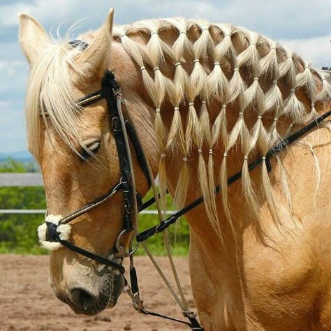 Horse Hairstyles, Mane Braids, Horse Mane Braids, Horse Braids, Horse Hair Braiding, Horse Braiding, Funny Horse Pictures, Horse Mane, Horse Tail