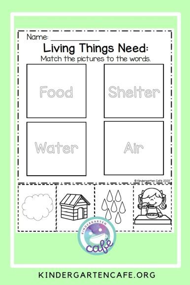 Needs Of Living Things Grade 1, Living Things For Kindergarten, Needs Of Living Things Kindergarten, Non Living Things, Characteristics Of Living Things, Cycle For Kids, Science Area, Kindergarten Stem, Living And Nonliving