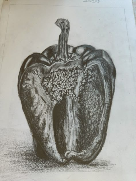 A tonal drawing of a bell pepper . Hope you like it😊 Pepper Drawing Realistic, Tonal Pencil Drawing, Bell Pepper Art, Pepper Drawing Pencil, Pepper Drawing, Tonal Drawing, Observation Drawing, Organic Mechanic, Biro Drawing