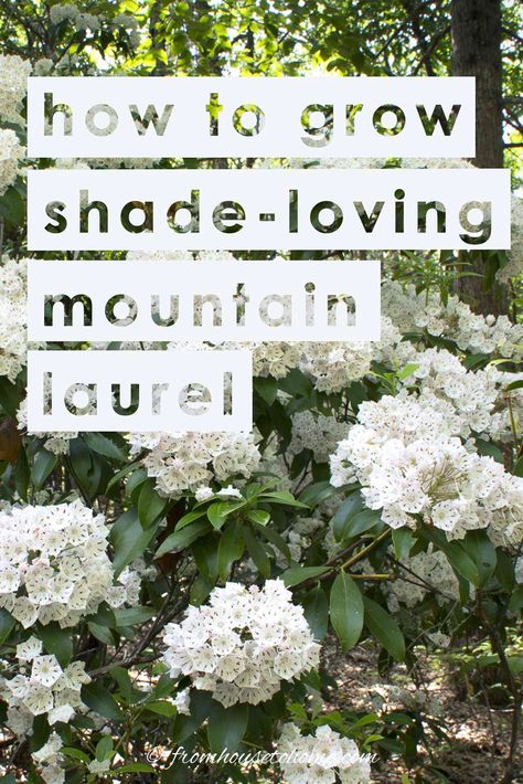 Learn all the details on how to grow and plant Mountain Laurel (Kalmia latifolia), an evergreen shade loving shrub with beautiful spring flowers. #fromhousetohome #gardeningtips #shadeplants #gardenideas #mountainlaurel #plants Flowering Shrubs For Shade, Rose Bushes Landscape Front Yards, Rose Bushes Landscape, Shrubs For Shade, Laurel Shrub, Texas Mountain Laurel, Shade Loving Shrubs, Kalmia Latifolia, Perennials Flowers