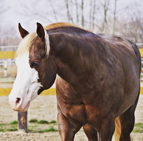 Sorrel Quarter Horse, Beauty Of The Beast, Horse Colours, Horse Crazy Girl, Basic Colours, Horses Stuff, Horse Reining, Horse White, Basic Coat