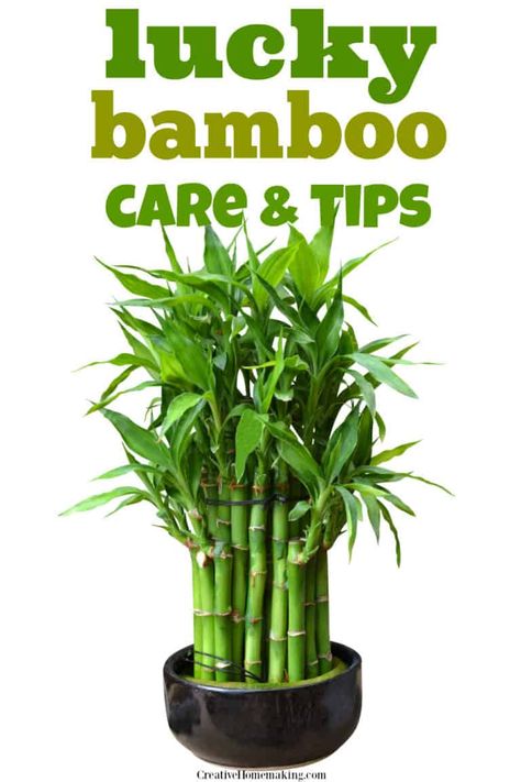 Bamboo Plant Indoor, Bamboo House Plant, Lucky Bamboo Care, Indoor Bamboo Plant, Bamboo Plant Care, Indoor Bamboo, Tanaman Air, Growing Bamboo, Lucky Bamboo Plants