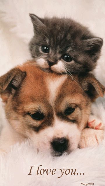 Kittens or Puppies? How about both?! 🤷‍♀️ | Joseyphina's World Cute Puppies And Kittens, Raining Cats And Dogs, Puppies And Kitties, Animals Friendship, Kitten Pictures, Kittens And Puppies, Cat And Dog, Puppy Pictures, Cute Kittens