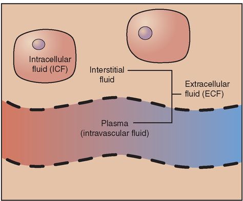 Cell Biology Notes, Extracellular Fluid, Electrolyte Balance, Human Cells, Blood Components, Synovial Fluid, Nursing Care Plan, Fluid And Electrolytes, In Relationship