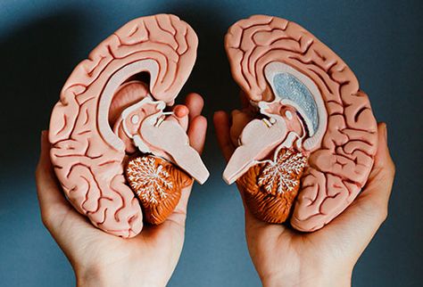 model brain hemispheres Right Brain Vs Left Brain, Left Brain Right Brain, Brain Based Learning, Cognitive Psychology, Left Brain, Brain Learning, Brain Anatomy, Brain Art, Brain Gym
